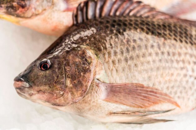 Foto nahaufnahme von tilapia-fischen