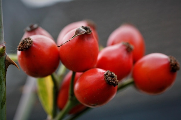 Foto nahaufnahme von tomaten auf der pflanze