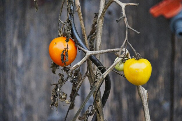 Foto nahaufnahme von tomaten auf trockener pflanze