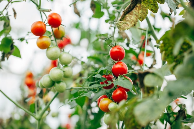 Nahaufnahme von Tomaten, die auf der Pflanze wachsen