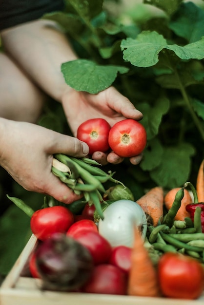 Nahaufnahme von Tomaten in der Hand