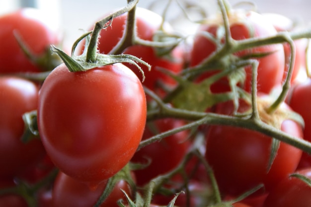 Nahaufnahme von Tomaten mit Stängel