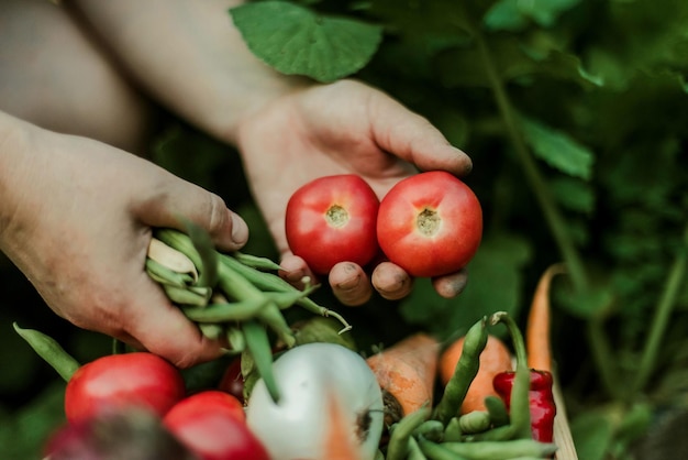 Nahaufnahme von Tomaten und grünen Bohnen in der Hand