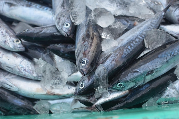 Nahaufnahme von toten Fischen mit Eis in einem Behälter auf dem Fischmarkt