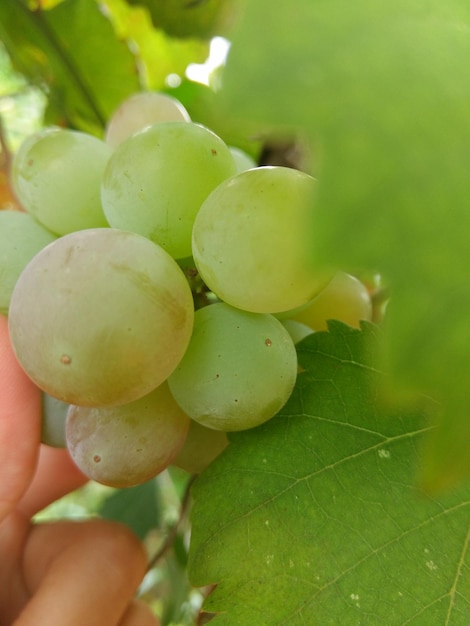 Foto nahaufnahme von trauben, die im weinberg wachsen