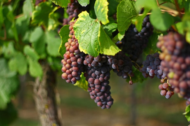 Foto nahaufnahme von trauben, die im weinberg wachsen