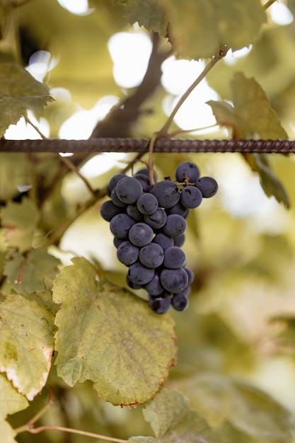 Nahaufnahme von Trauben in einem Weinberg