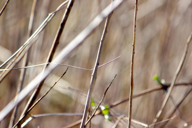 Foto nahaufnahme von trockenem gras