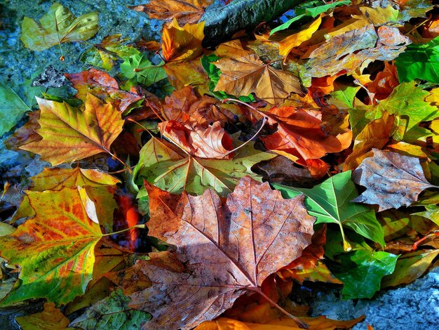 Foto nahaufnahme von trockenen ahornblättern, die im herbst gefallen sind