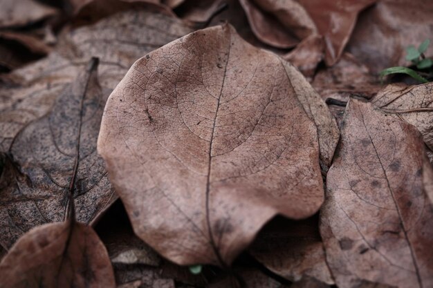 Nahaufnahme von trockenen Herbstblättern auf dem Boden