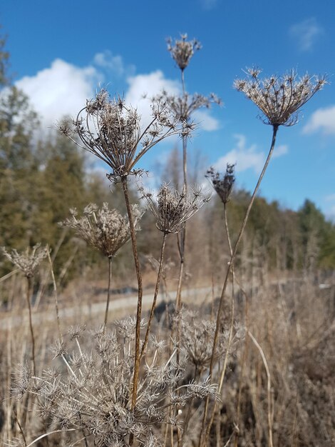 Foto nahaufnahme von trockenen pflanzen auf dem feld gegen den himmel