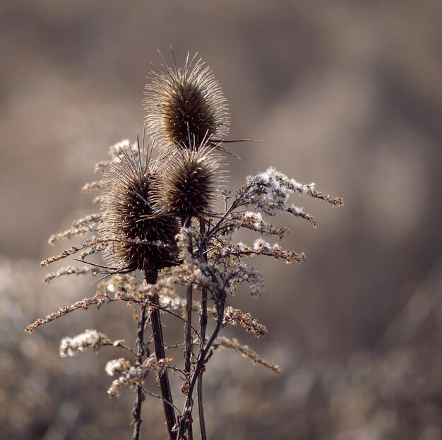 Nahaufnahme von trockener Distel