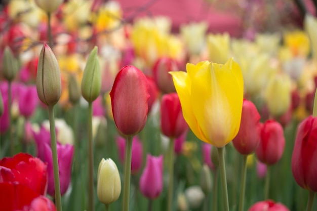 Nahaufnahme von Tulpen auf dem Feld