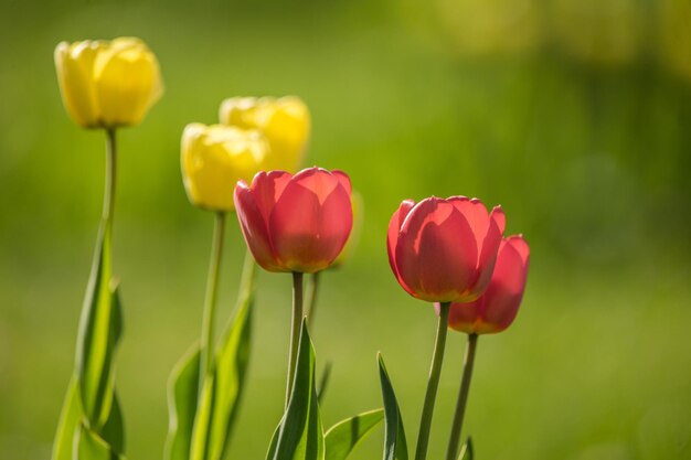 Foto nahaufnahme von tulpen auf dem feld