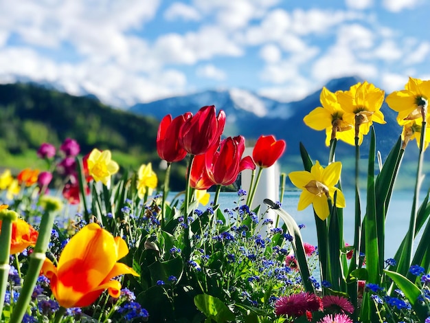 Nahaufnahme von Tulpen in der Schweiz
