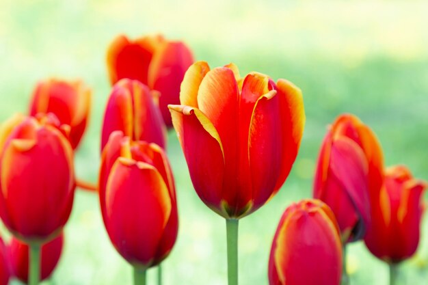 Nahaufnahme von Tulpen mit geraden Stielen und roten Knospen mit gelbem Rand