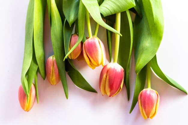 Foto nahaufnahme von tulpen