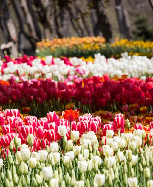 Foto nahaufnahme von tulpen