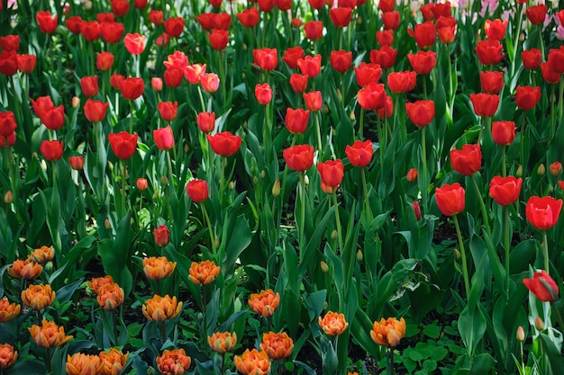 Nahaufnahme von Tulpenfeld im Park mit wunderschön orange und rot blühenden Tulpen