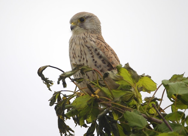 Nahaufnahme von turmfalken (falco tinnunculus) auf einem baum sitzend