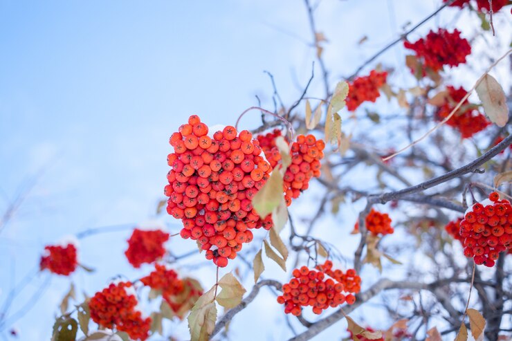 Nahaufnahme von unten auf Bündeln der Eberesche mit reifen roten Beeren und Kopie.