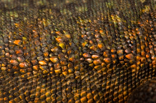 Nahaufnahme von Uromastyx 'Skalen Textur Hintergrund