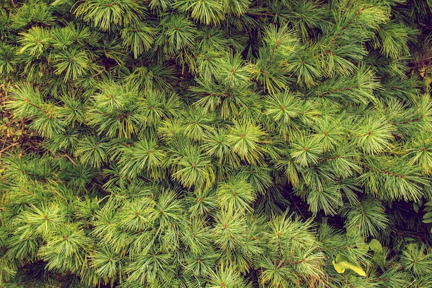 Nahaufnahme von ursprünglichen kiefernnadeln der japanischen kiefer, grüne natur.