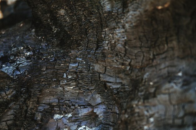 Nahaufnahme von verbranntem Holz. Ein alter Baum. Die Textur der unebenen und rauen Oberfläche des Holzes ist schwarz.