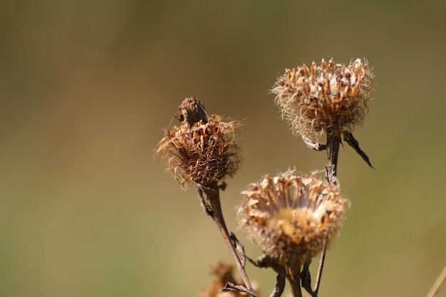 Nahaufnahme von verwelkten Blumen