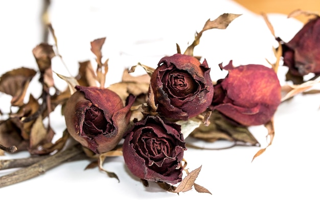 Foto nahaufnahme von verwelkten rosen