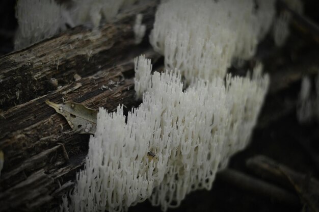 Foto nahaufnahme von verwittertem holz