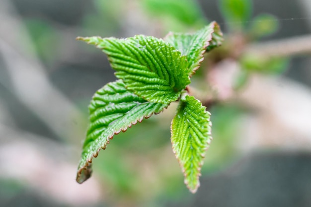 Nahaufnahme von Viburnum-Blättern sprießen