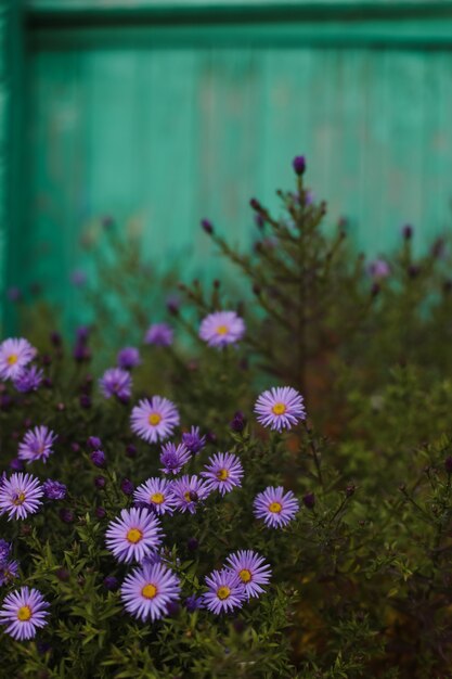 Nahaufnahme von violetten Asterblumen im selektiven Fokus des Herbstgartens