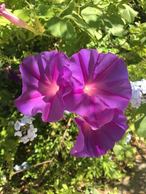 Nahaufnahme von violetten Blüten. Blumen der Prunkwinde