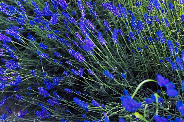 Nahaufnahme von violetten Lavendelblüten auf dem Gebiet