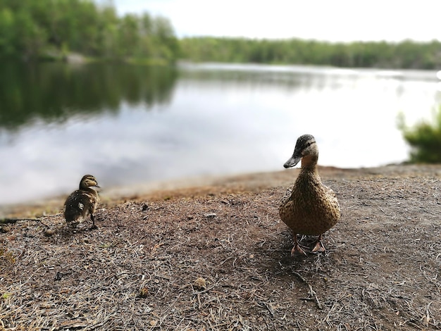 Foto nahaufnahme von vögeln am see