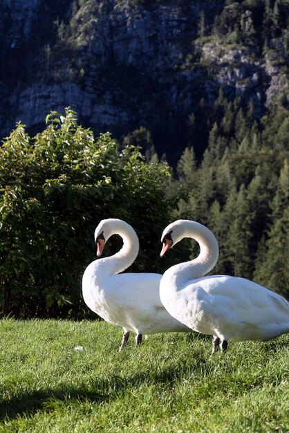 Foto nahaufnahme von vögeln auf dem feld