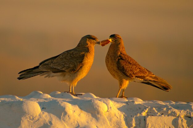 Nahaufnahme von Vögeln, die auf einer schneebedeckten Landschaft sitzen