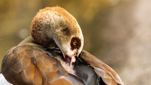 Foto nahaufnahme von vögeln, die fressen