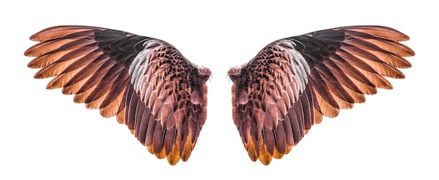 Nahaufnahme von Vögeln, die über einem weißen Hintergrund fliegen