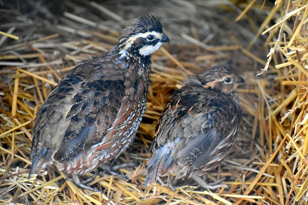 Foto nahaufnahme von vögeln im nest auf dem feld