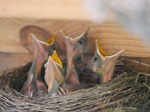 Foto nahaufnahme von vögeln im nest