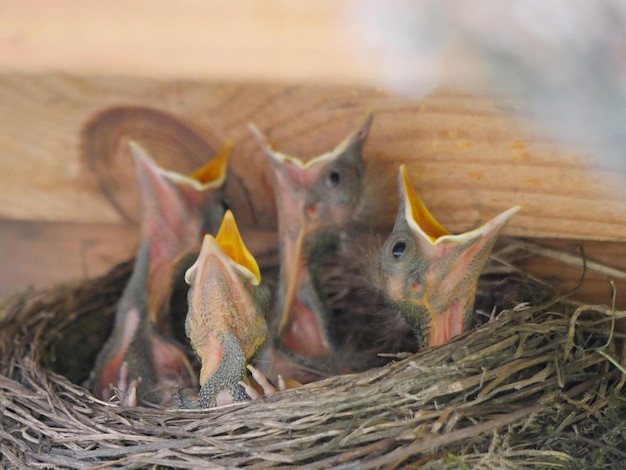 Nahaufnahme von Vögeln im Nest