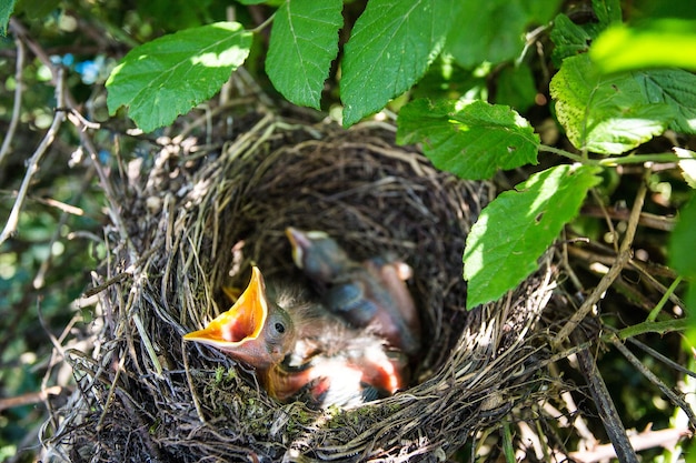 Nahaufnahme von Vögeln im Nest