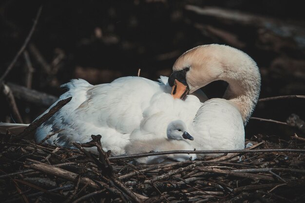 Foto nahaufnahme von vögeln im nest