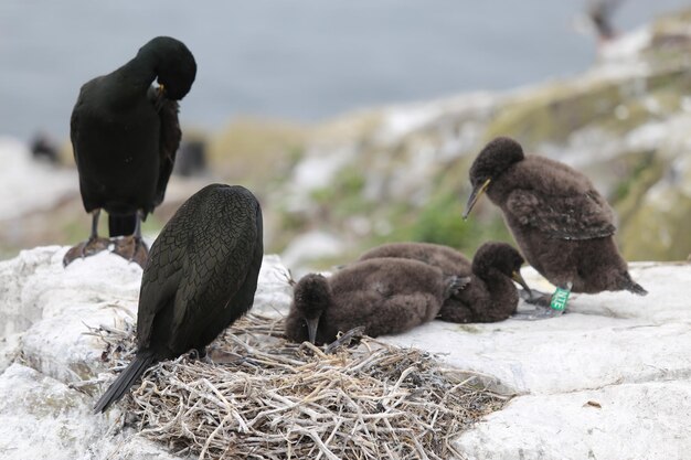 Foto nahaufnahme von vögeln im wasser