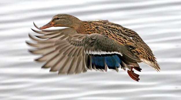 Foto nahaufnahme von vogel gegen wasser