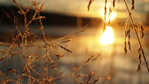 Nahaufnahme von wachsendem Gras bei Sonnenaufgang