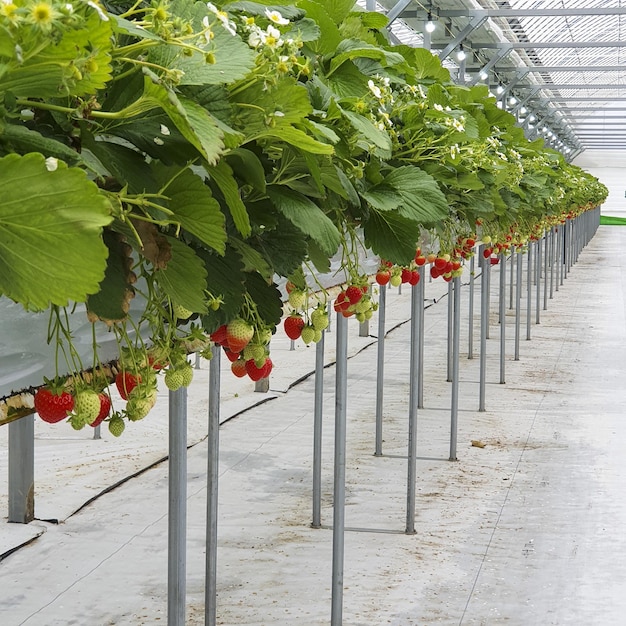 Nahaufnahme von wachsenden Erdbeeren in einem Gewächshaus