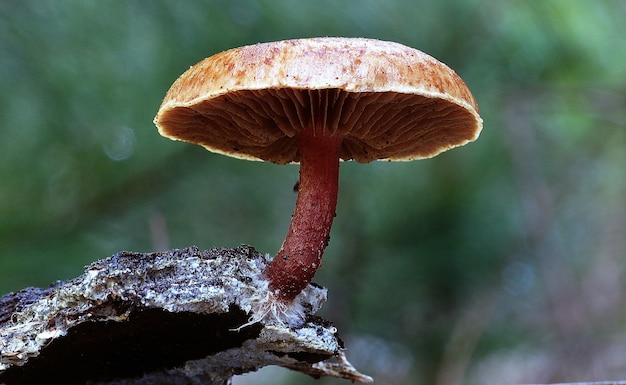 Nahaufnahme von wachsenden Pilzen im Wald tagsüber